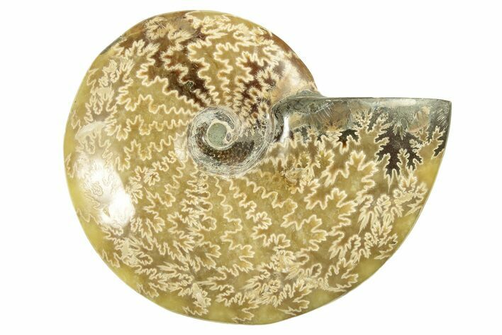 Polished Ammonite (Cleoniceras) Fossil - Madagascar #266310